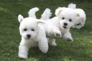 Bichon Fris&eacute;