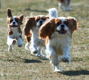 cavalier-king-charles-spaniel