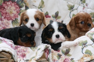 cavalier-king-charles-spaniel