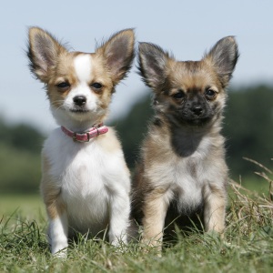 chihuahua kurzhaar und langhaar welpen