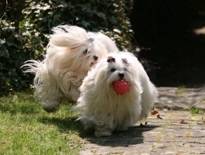Malteser