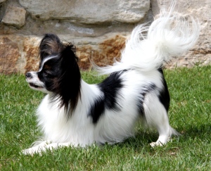 Papillon & Phalen&egrave;