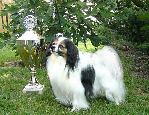 Rasseportrait Papillon und Phalène - Züchter - Rasse ...