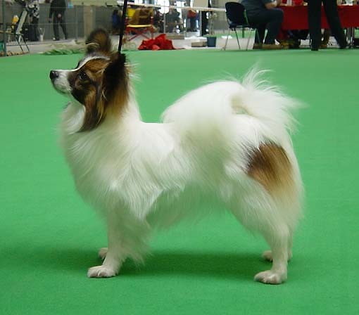 top papillon