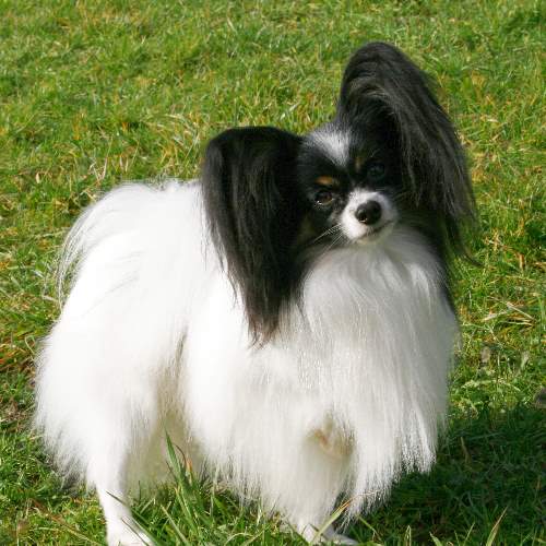 top papillon