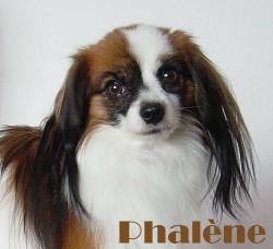 phal&egrave;ne