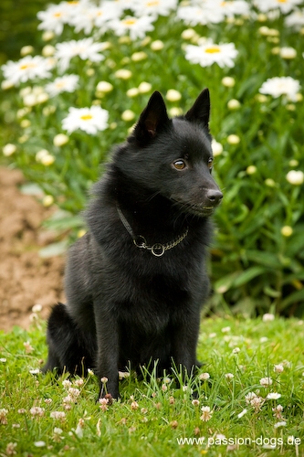 schipperke