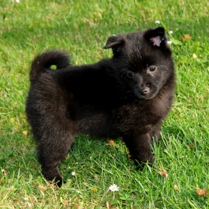 Schipperke