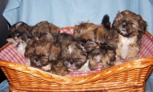 Shih-Tzu Welpe