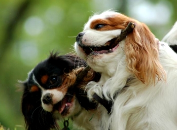 Cavalier-King-Charles-Spaniel in blenheim und tricolour