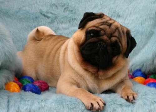 mops