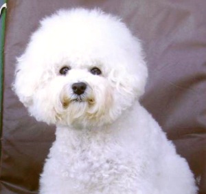 bichon frisé