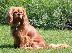 cavalier-king-charles-spaniel