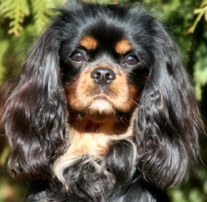 cavalier-king-charles-spaniel