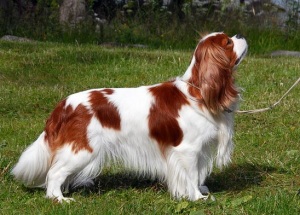 cavalier-king-charles-spaniel