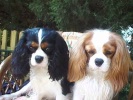 cavalier king charles spaniel