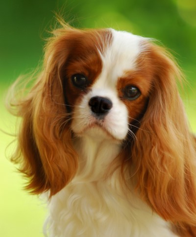 Ray bjerg klæde sig ud Cavalier-King-Charles-Spaniel - Züchter und Welpen im VK e.V. - Verband  Deutscher Kleinhundezüchter e.V. - German Toy Association