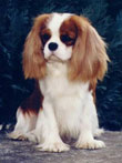 cavalier king charles spaniel