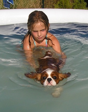 cavalier-king-charles-spaniel