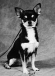 chihuahua