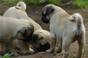 mops