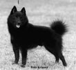 schipperke