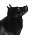 schipperke