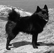 schipperke