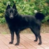 schipperke