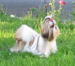 shih-tzu