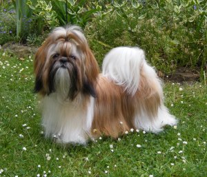 shih-tzu